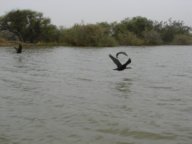 thumbs/Senegal Parc du Djoudj 113.JPG